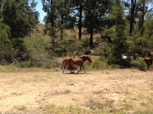 Horse Chase