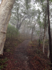 foggy trail
